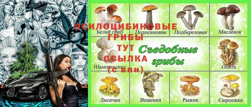 как найти закладки  Донской  Галлюциногенные грибы Psilocybe 