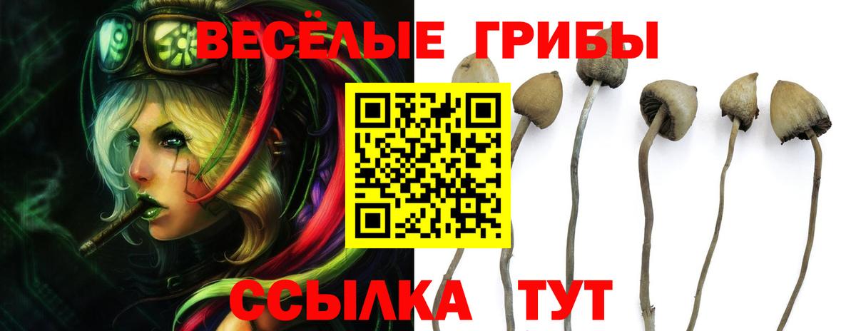 Галлюциногенные грибы Cubensis Донской